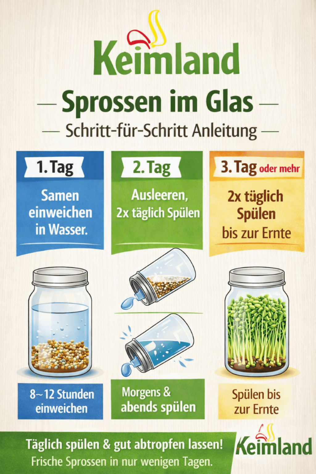 Bio Kichererbsen Sprossen Saatgut – Bild 6