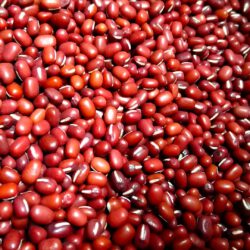 Bio Adzukibohnen Sprossen und Keimlinge Saatgut