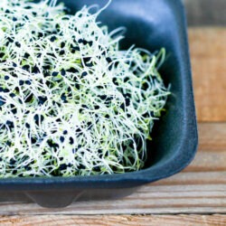 Bio Zwiebel Sprossen und Microgreens Saatgut