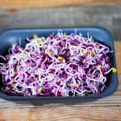 Bio Radieschen Red Rambo Sprossen und Microgreens Saatgut