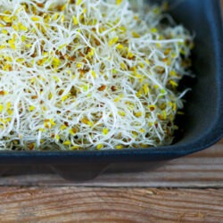 Bio Alfalfa Luzerne Sprossen Saatgut
