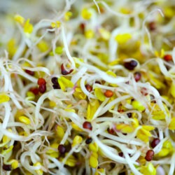 Bio Brokkoli Sprossen und Microgreens Saatgut