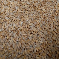 Bioland Weizen Saatgut Keimsaat