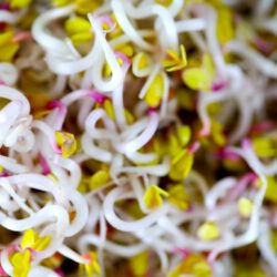 Bio Radieschen China Rose Sprossen und Microgreens Saatgut